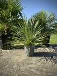 Yucca Rostrata | Mrozoodporna egzotyka do ogrodu | 90cm