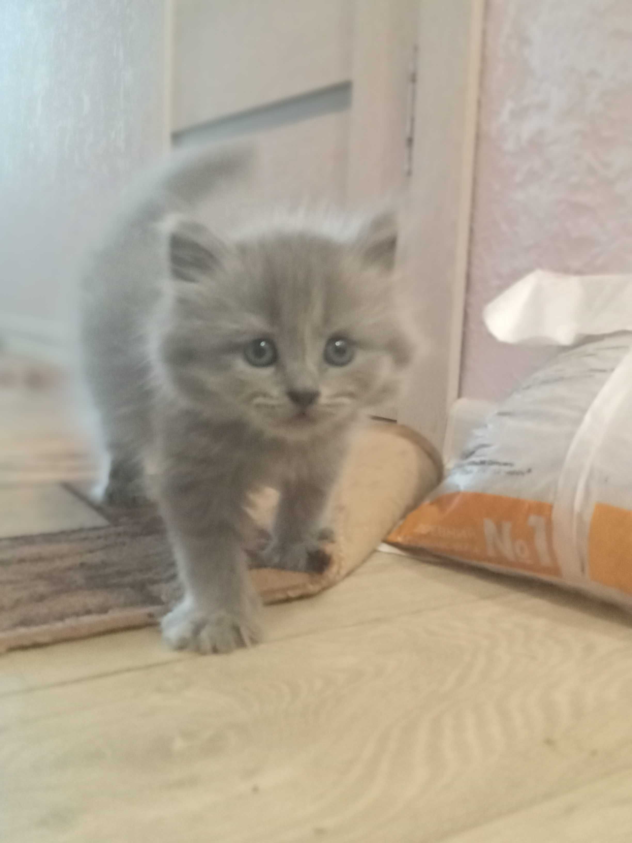 Кошенята в добрі руки