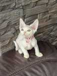 Koteczka Devon Rex FPL