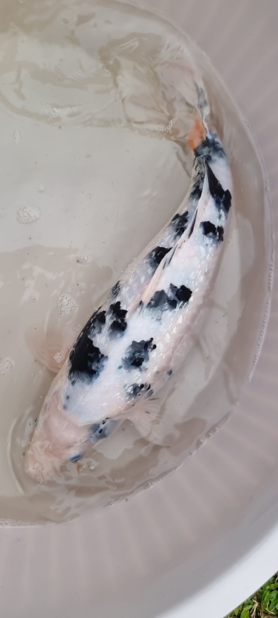 Carpa Koi - 44 cm