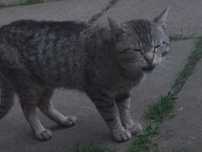 Продаю кота 3 роки