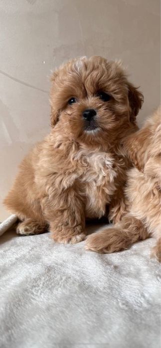 Доставка по усій країні‼️Мальтипу міні, Мальтипу ф2 Мальтіпу