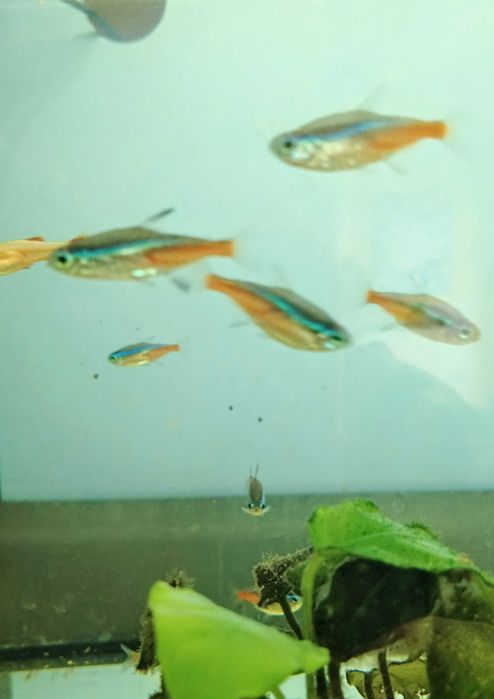 Neon Innesa,ryby akwariowe