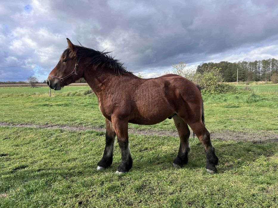 Roczne ogierki zimnokrwiste po Apollon de Mairy!