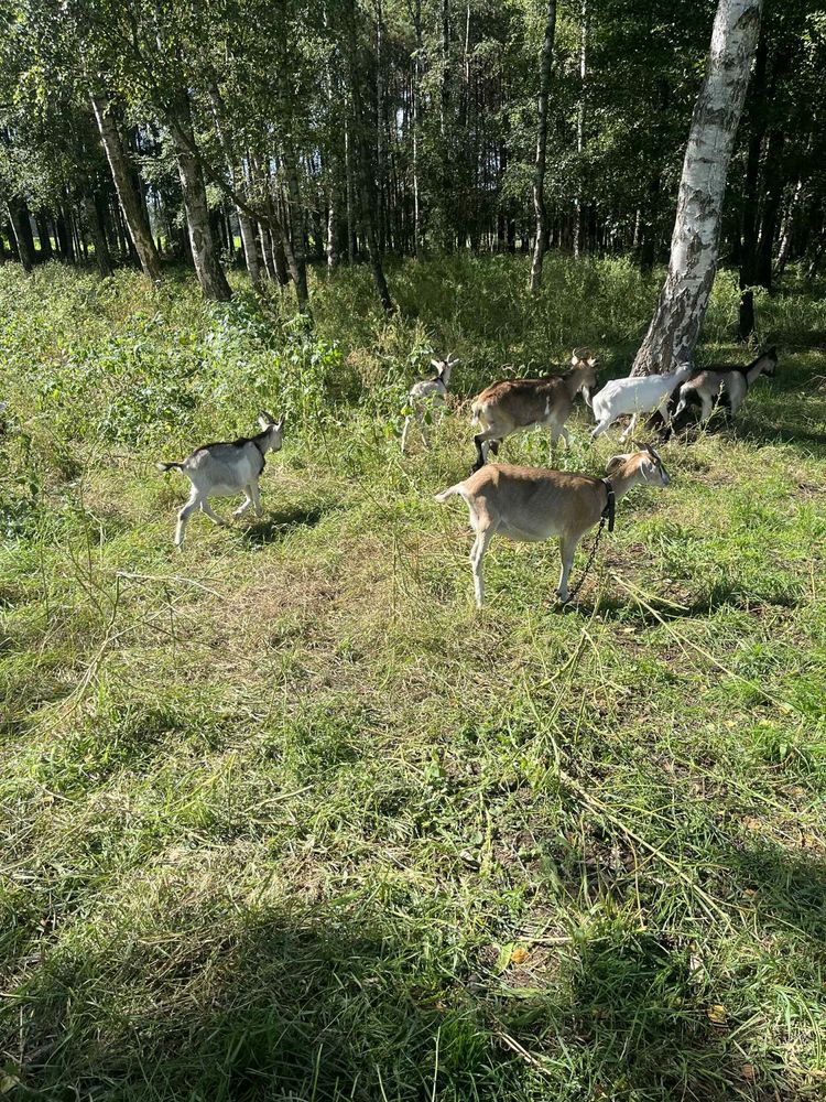Sprzedam  kozki koziołki