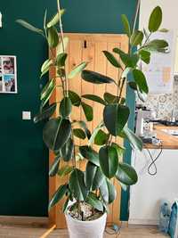 Figowiec sprężysty Ficus Elastica