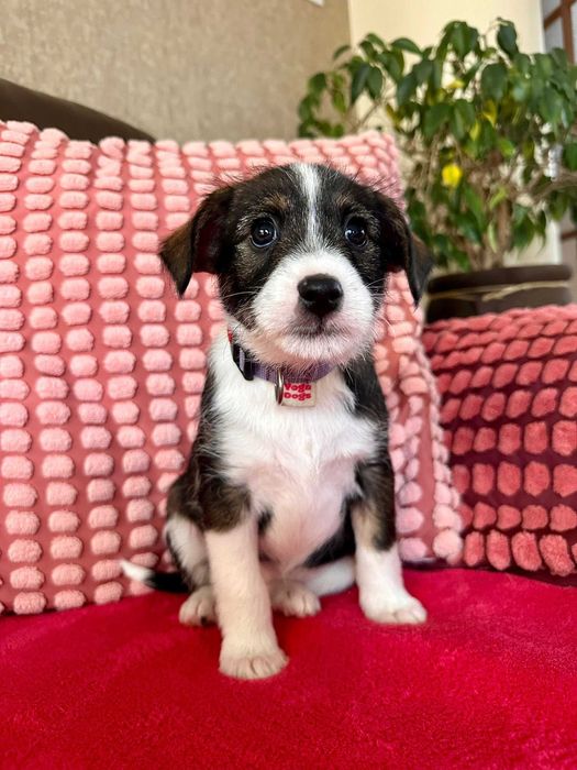 Wenus - mała psia dziewczynka do adopcji!