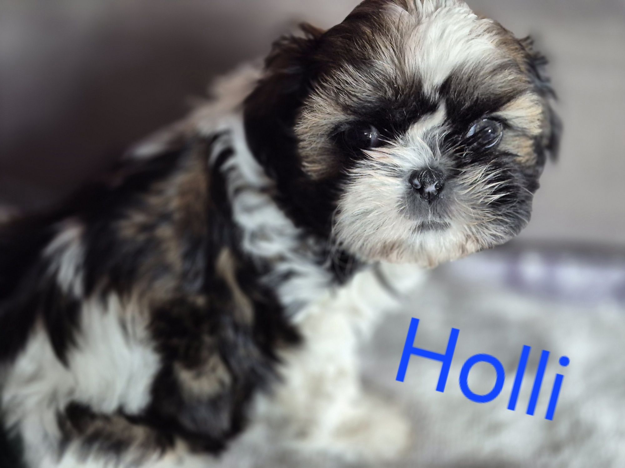 Śliczna  Shih tzu