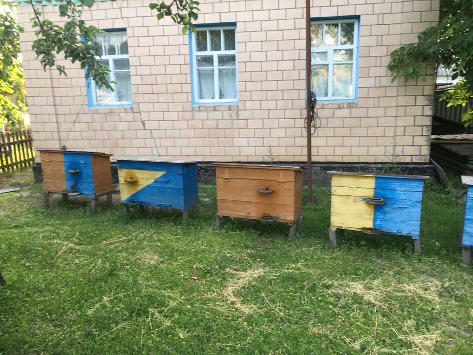Пасіка бджоли Українська система