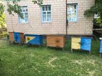 Пасіка бджоли Українська система