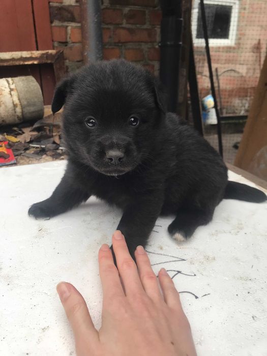 Чернігів, цуцики безкоштовно! Дівчинки та хлопчик