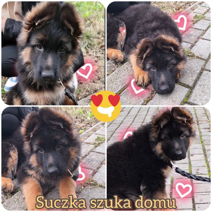 Szczeniak owczarek niemiecki ZKwP FCI