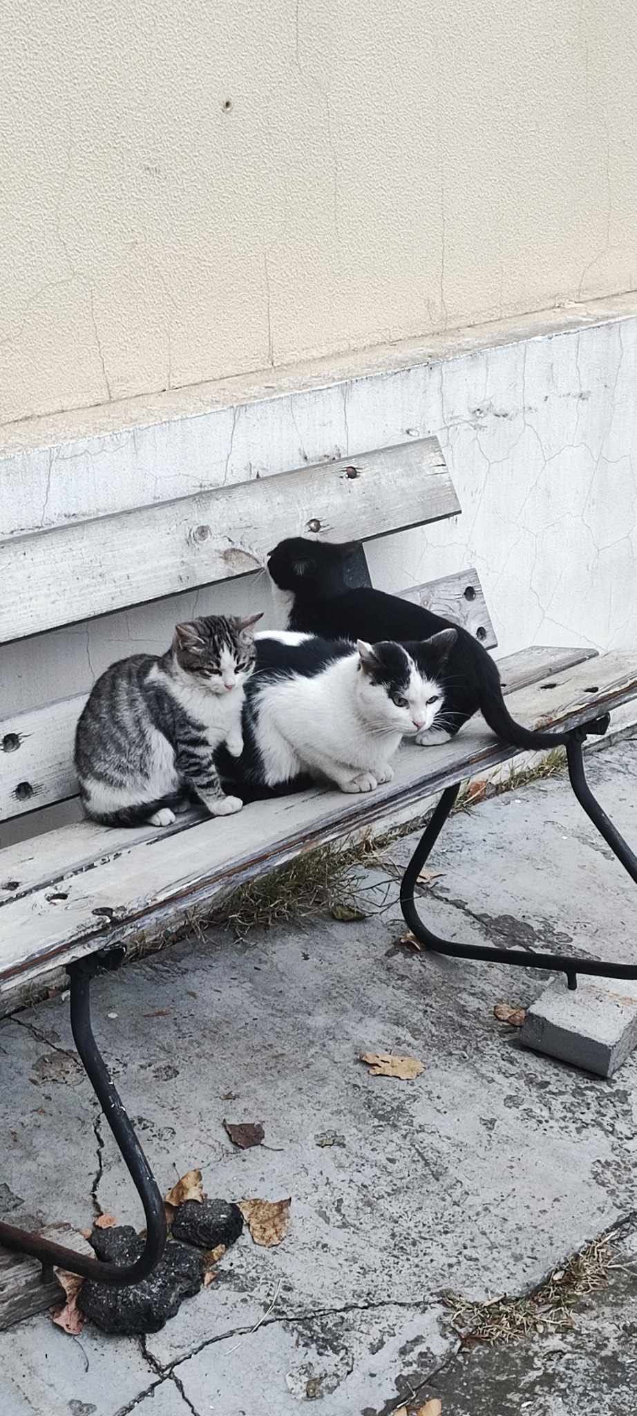 Самые маленькие котята в этот не сезон бесплатно