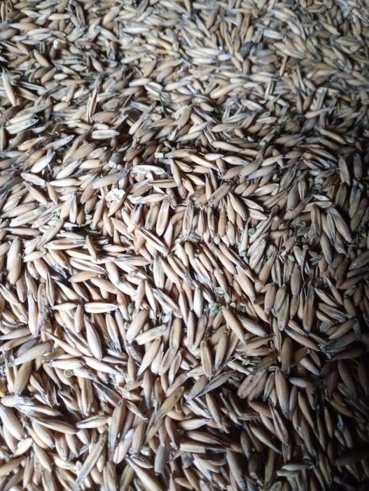 Продам овес посівний