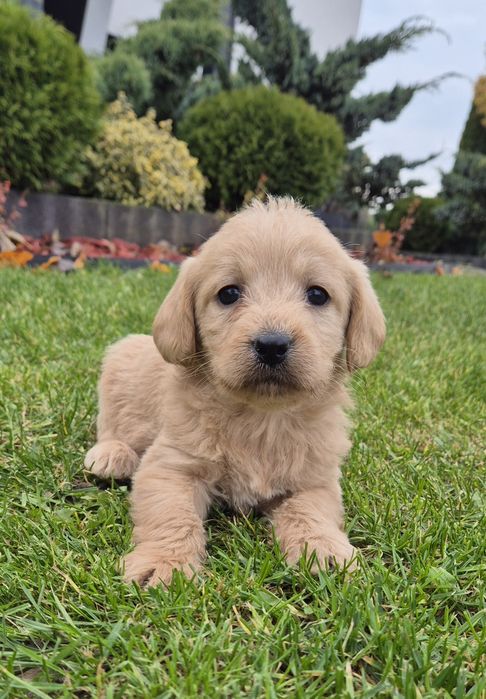 Mini Labradoodle Samczyk