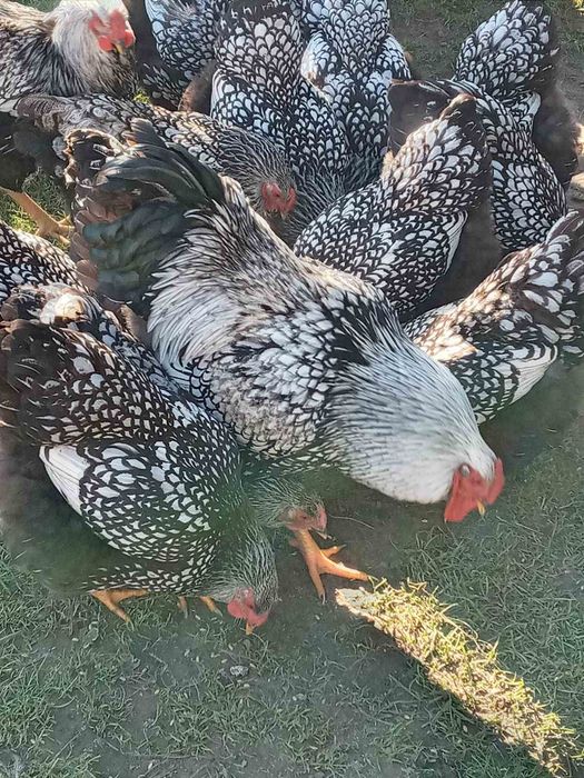 Віандот срібло  продам