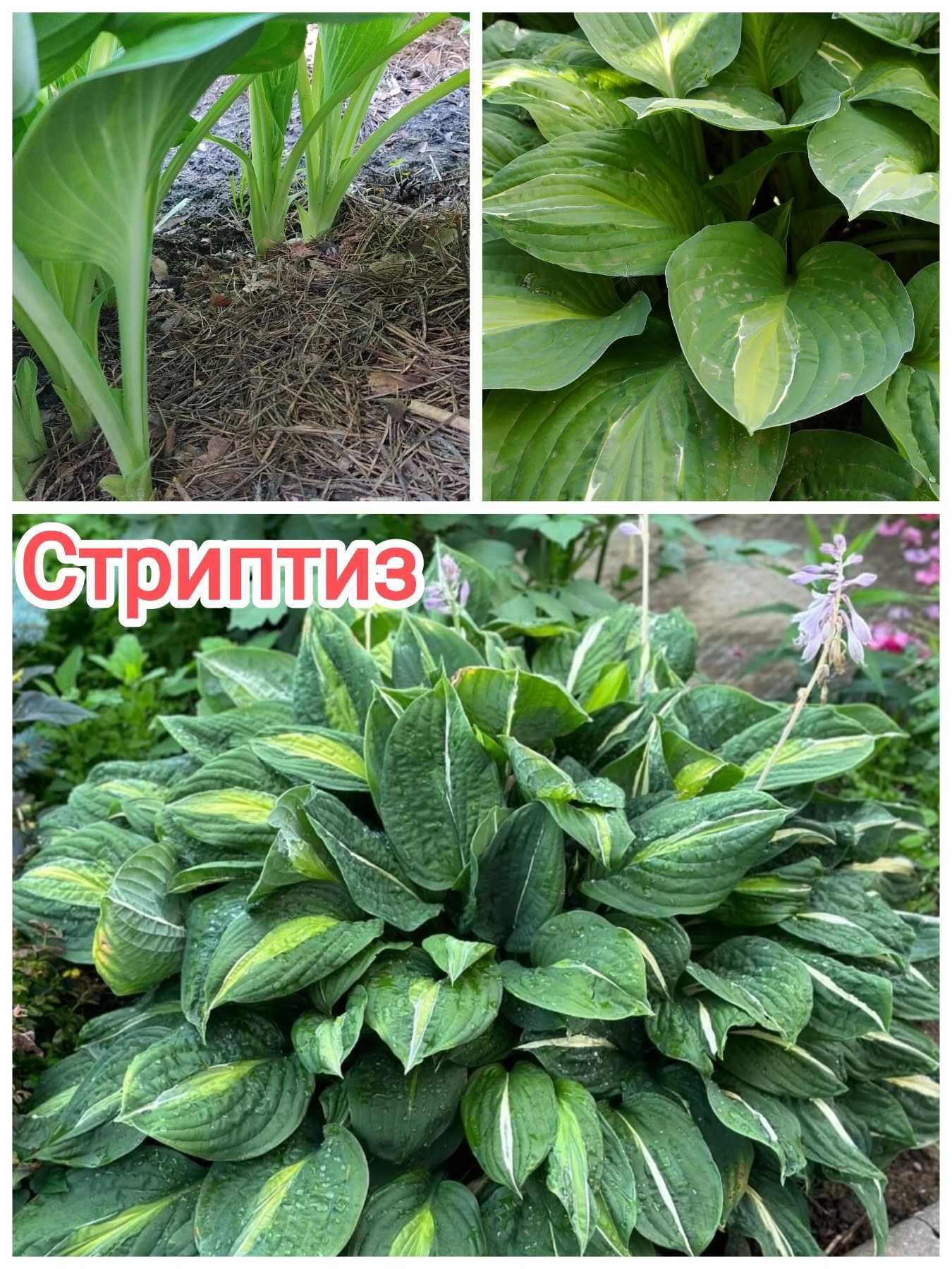 ХОСТИ садові (4 види)