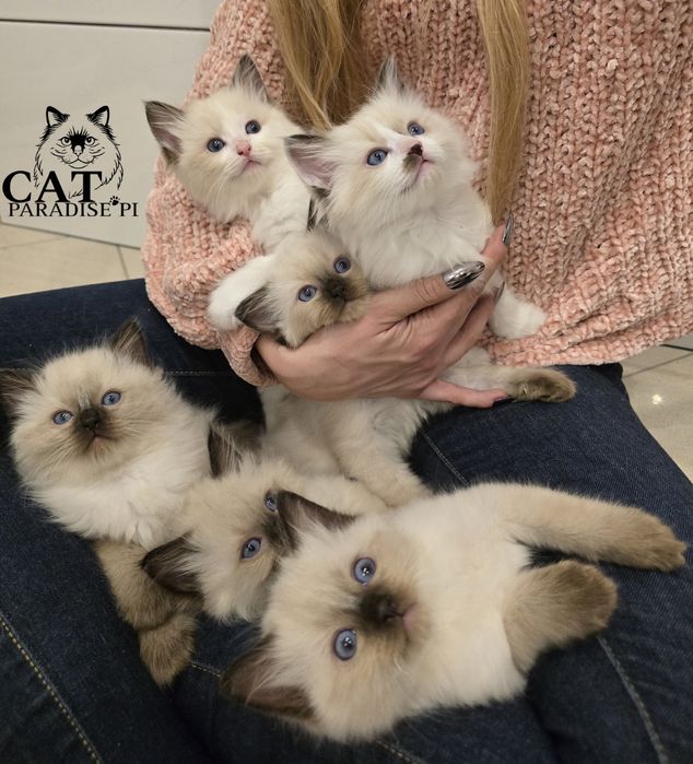 Rodowodowy kocur rasy Ragdoll seal
