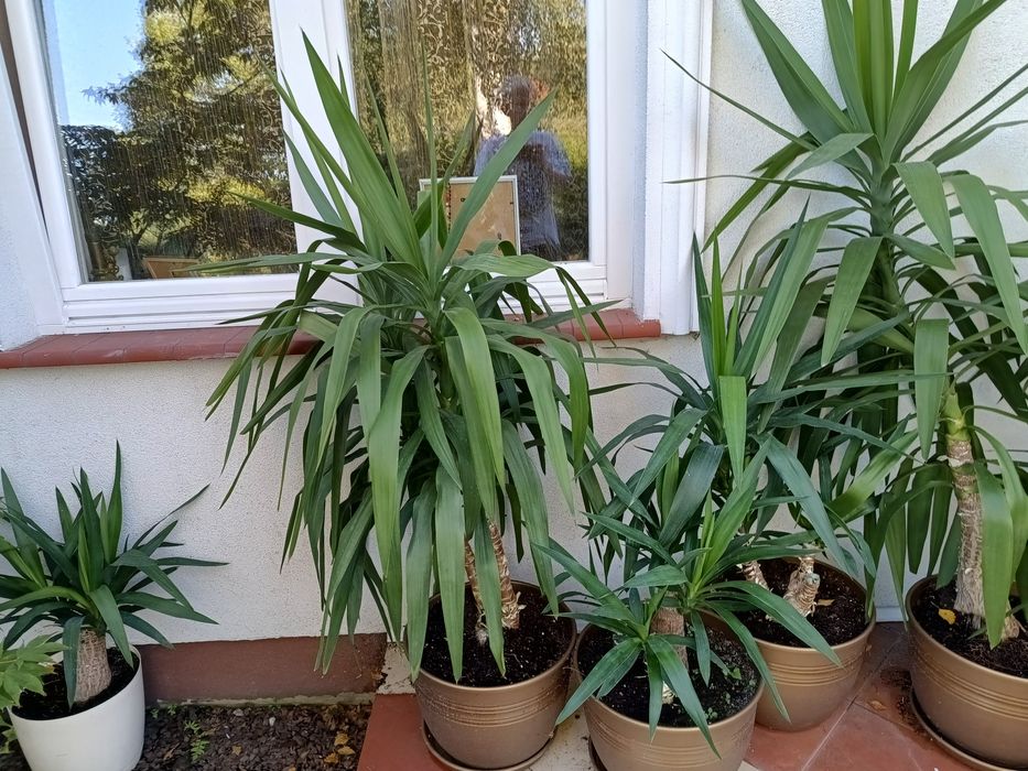 Yuki małe ok. 300, duże 500, zestaw 1600