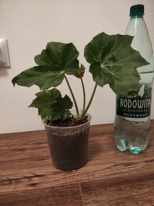 Begonia Ricinifolia Immense sadzonka