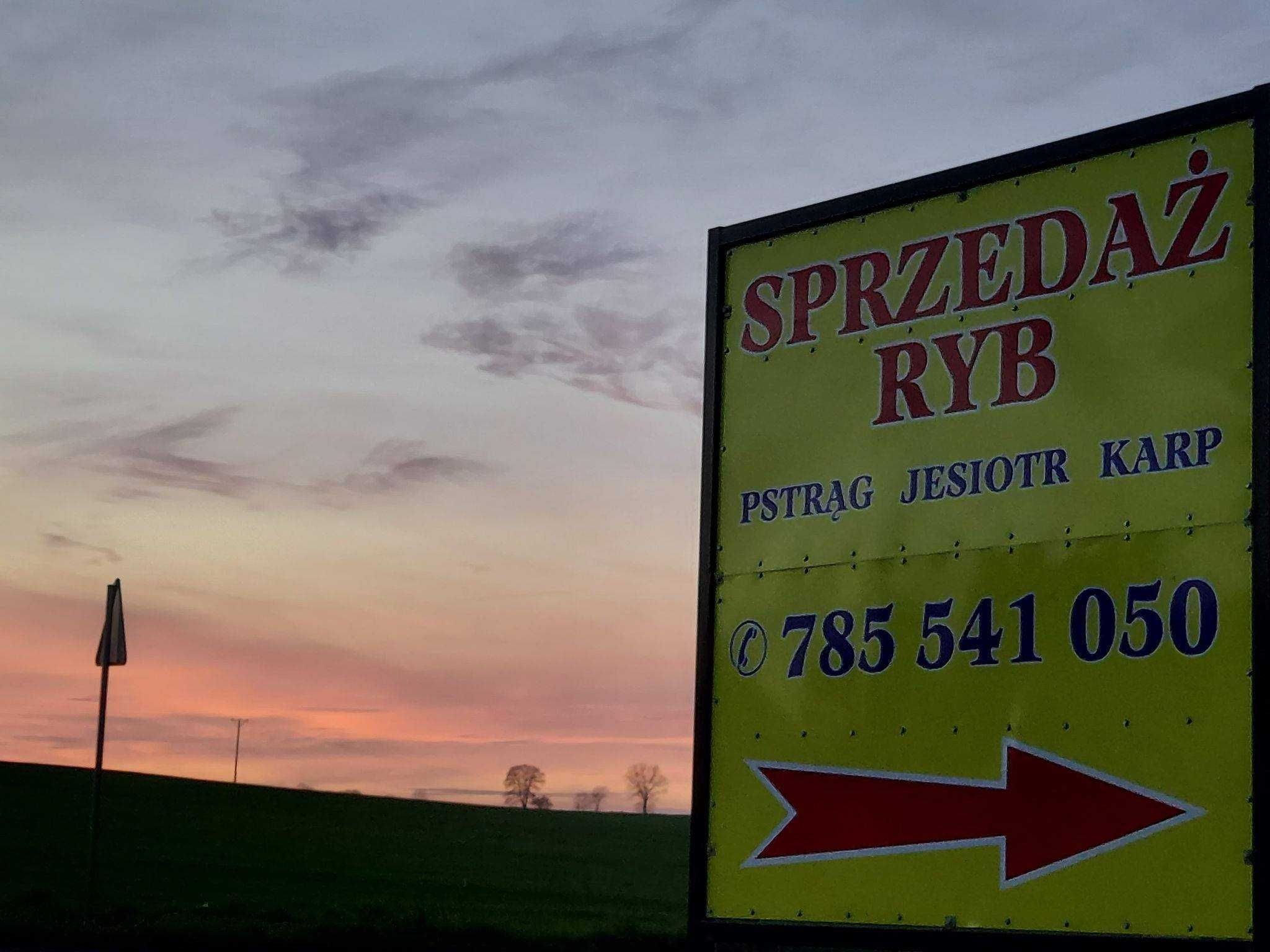 Sprzedaż Ryb żywe, wędzone, patroszone, narybek, kroczek