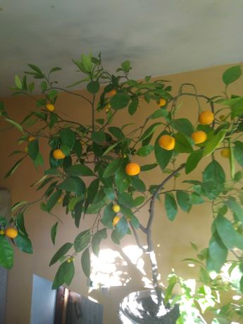 лимон мандарин с плодами