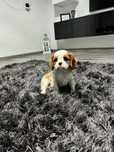 Cavalier King Charles spaniel piesek