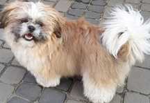 Reproduktor shih tzu z rodowodem wielopokoleniowym