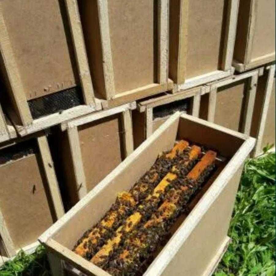 Бджолопакети Кривий Ріг