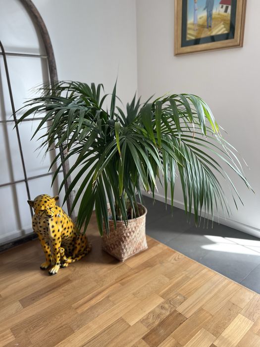 Palma doniczkowa niska