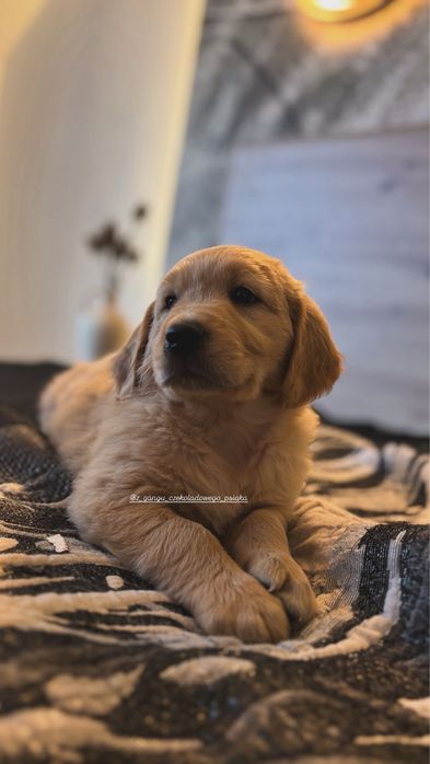 Golden Retriever szczeniak złoty piesek