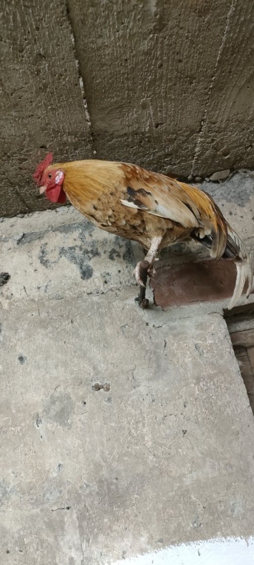 Sprzedam za 60 zł za sztukę