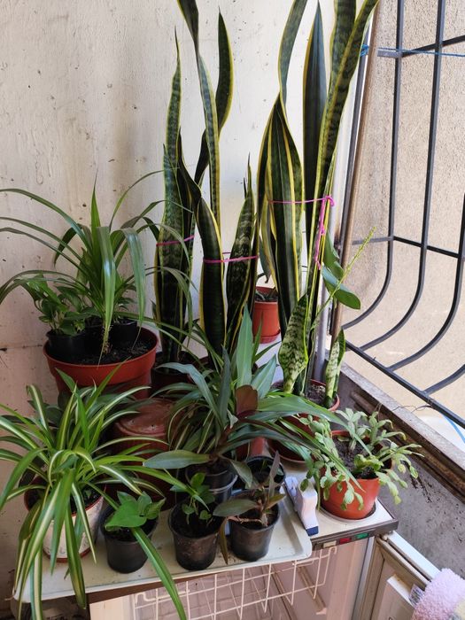 Сансевьерия. Хоста. Алое. Лилия белая