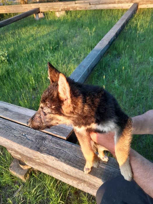 Німеська вівчарка цуценята