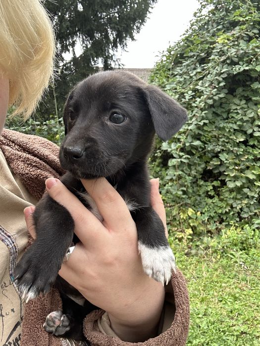 Сімʼя малюків шукає родину! Енергійні та грайливі!