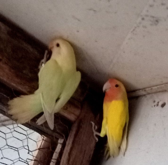 Agapórnis com anilha