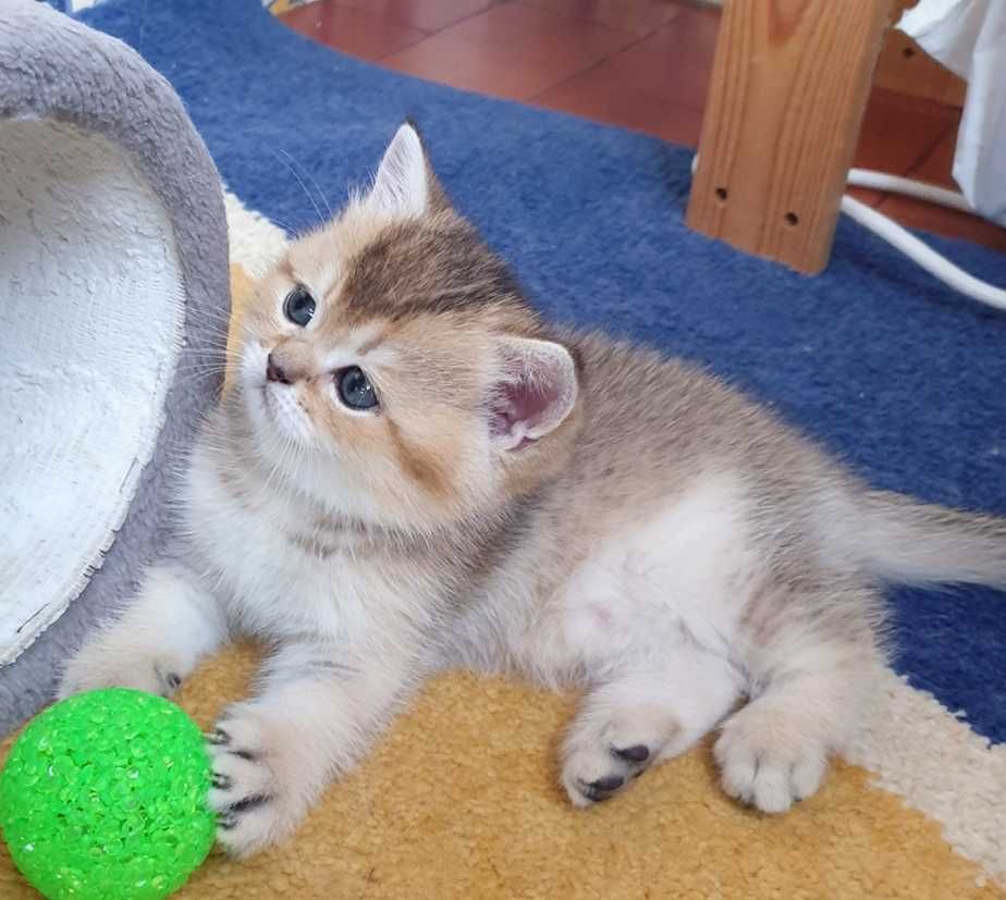 Gatinho British shorthair