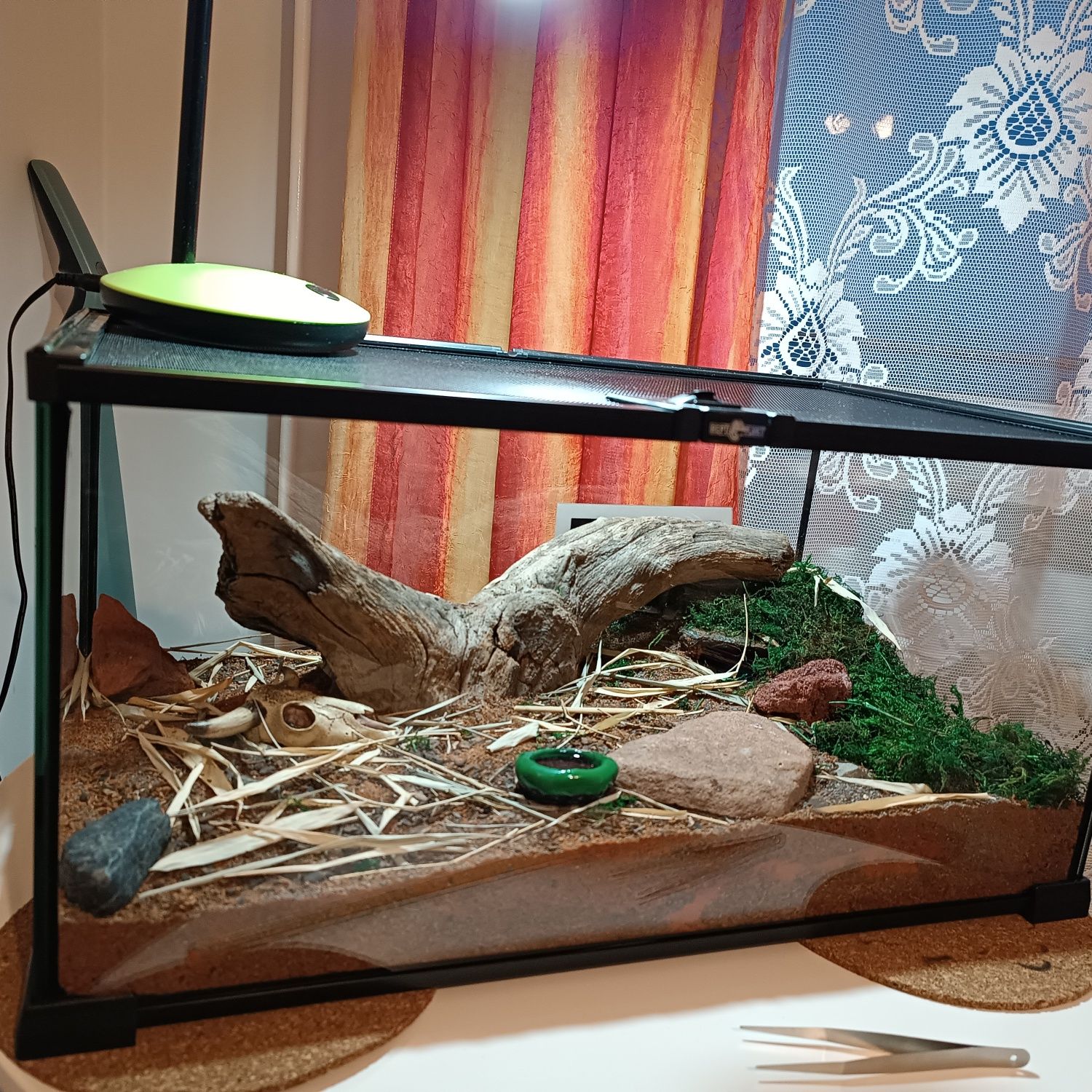 Terrarium ReptiPlanet 50x30x25 Pająk Gratis