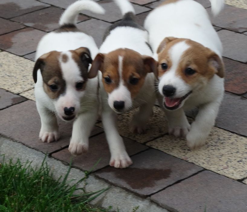 Jack russell Terrier piesek