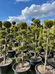 Bonsai Ivonne 7-9 kul Wys.  150-180  cm 550 zł