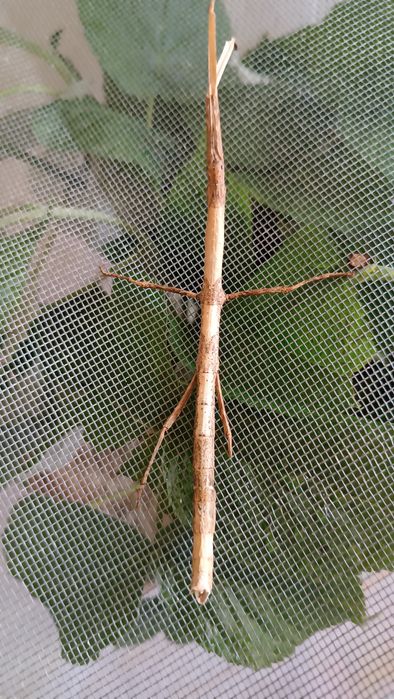 Hermagoras Foliopeda палочник новинка