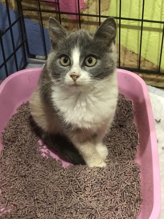 Мальвінка в пошуках родини