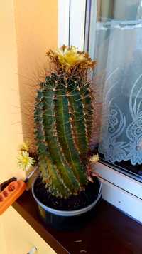 Kaktus duży ferocactus sinuatus 40cm