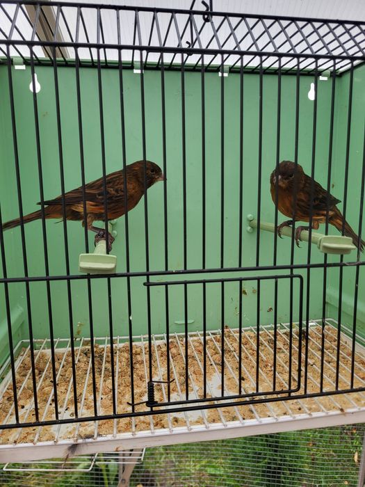 Kanarki kobalty, kasztany, agaty