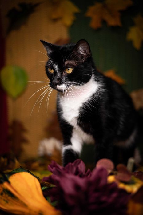 LEOŚ kocur do adopcji