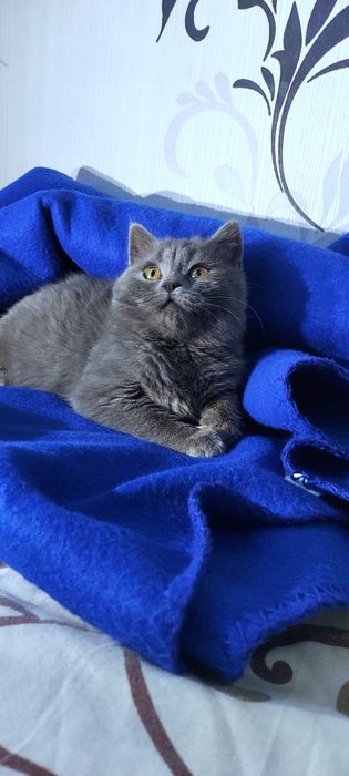 Шикарне шотландське кошеня