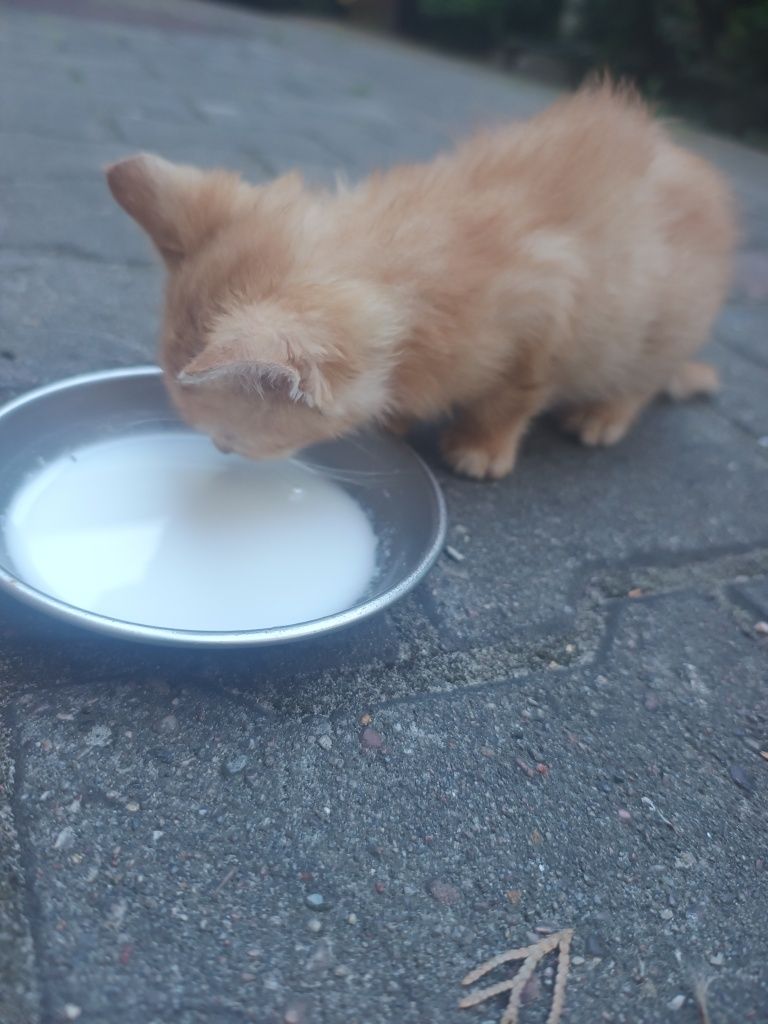 Oddam kotkę w dobre ręce