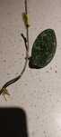Hoya acuta 997 sprzedam