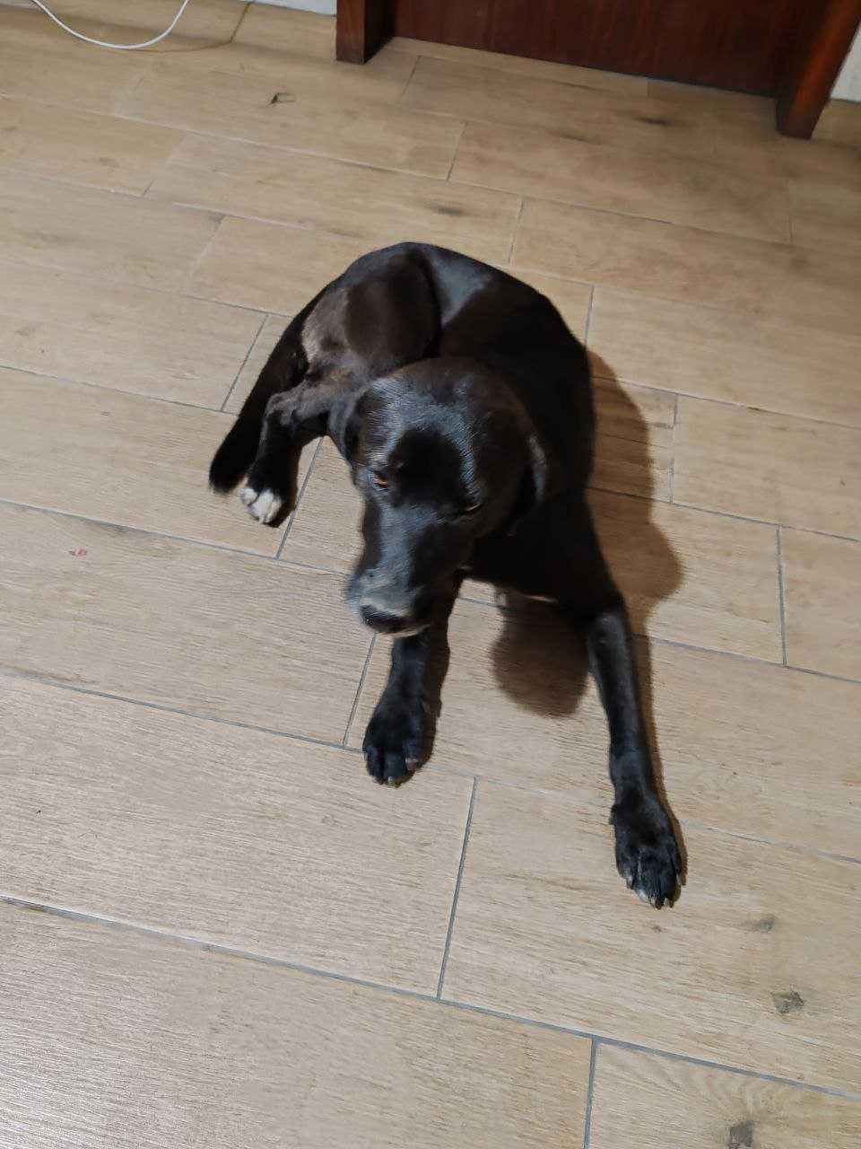 Cão para adoção (com chip e vacinas)