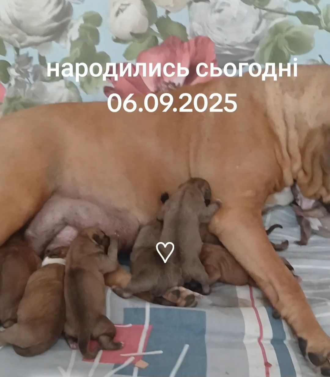 Цуценята Пітбуля